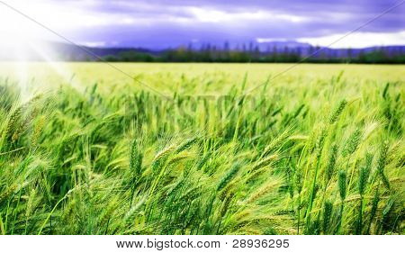 Campo di grano verde con sole e cielo