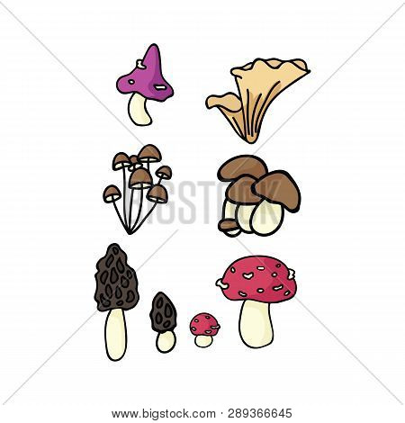 Cute Mushroom Cartoon Vector Illustration Motif Set. Hand Drawn Edible Fungi