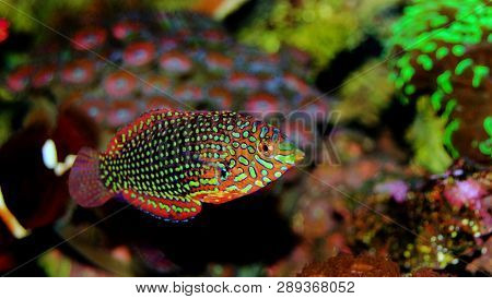 Ornate Leopard Wrasse Fish In Coral Reef Aquarium Tank