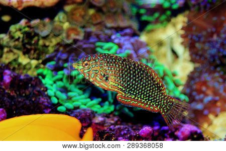 Ornate Leopard Wrasse Fish In Coral Reef Aquarium Tank