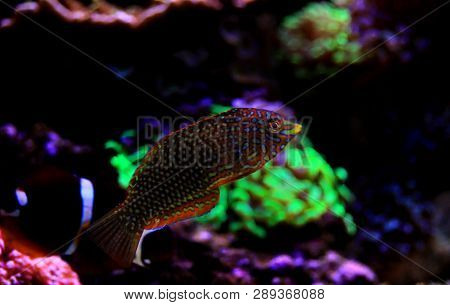 Ornate Leopard Wrasse Fish In Coral Reef Aquarium Tank