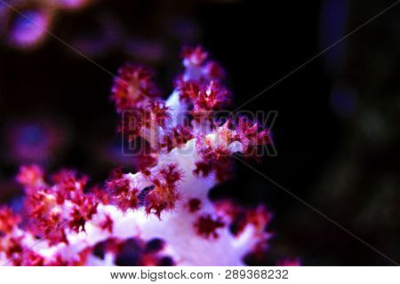 Dendronephthya Soft Coral Sp. (tree Soft Coral)