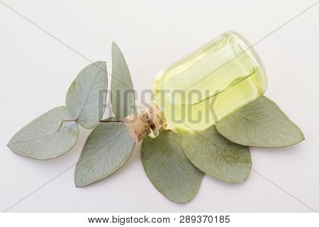 Oil And Eucalyptus Leaves Isolated On White Background - Eucalyptus Deglupta