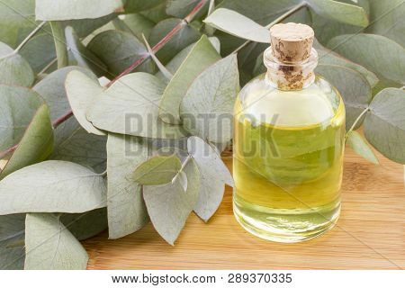 Oil And Eucalyptus Leaves On The Wooden Table - Eucalyptus Deglupta