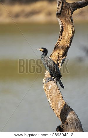 Indian Cormorant, Phalacrocorax Fuscicollis, Ranthambore National Park In Rajasthan, India