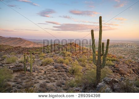 View Of Phoenix With  Saguaro Cactus