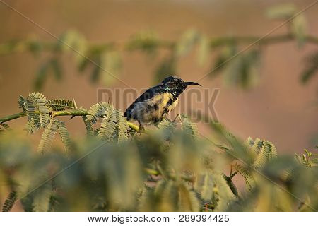 Purple Sunbird, Cinnyris Asiaticus, Ranthambore National Park In Rajasthan, India