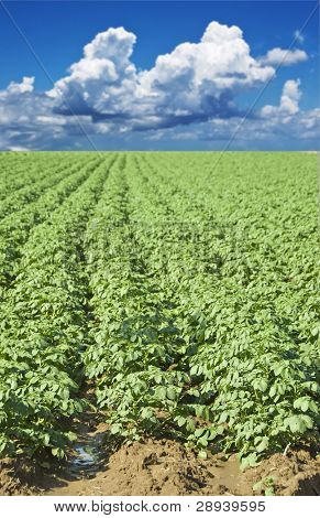 grüne Kartoffelfeld mit Himmel und Wolken im Hintergrund