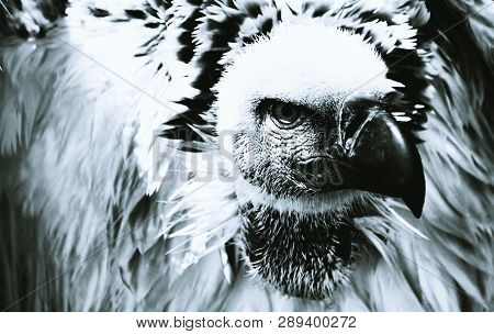 Close Up Of Large Brown Cape Vulture In Black And White
