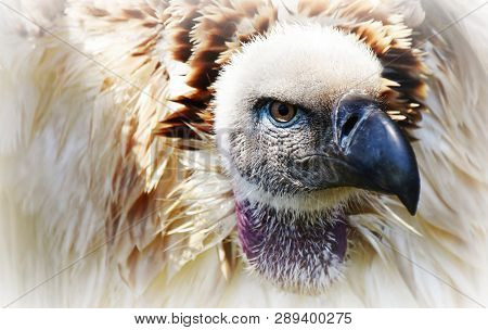 Close Up Of Large Brown Cape Vulture