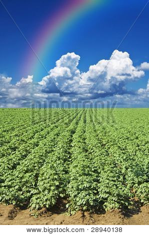 einem Kartoffelfeld mit Himmel und Wolken im Hintergrund