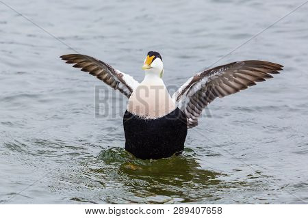 One Natural Male Eider Duck (somateria Mollissima) Beating Wings In Water