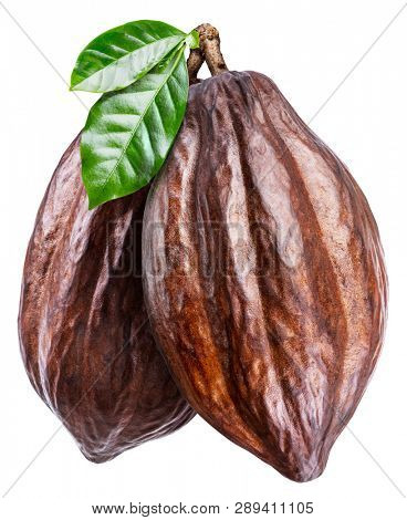 Cocoa pods with cocoa leaves isolated on a white background. Clipping path.
