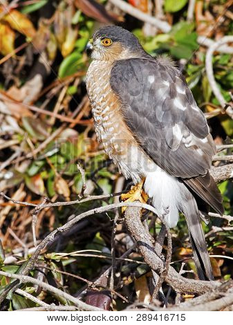 A Sharp-shinned Hawk Sitting In The Brush