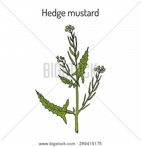 Hedge Mustard Sisymbrium Officinale , Medicinal Plant. Hand Drawn Botanical Vector Illustration