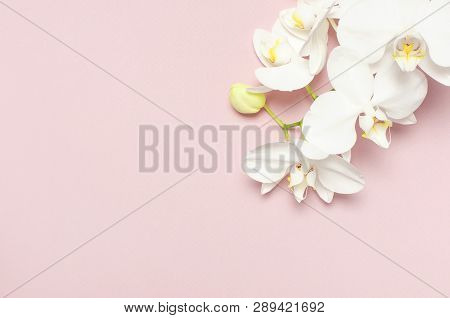 Beautiful White Phalaenopsis Orchid Flowers On Pastel Pink Background Top View Flat Lay. Tropical Fl