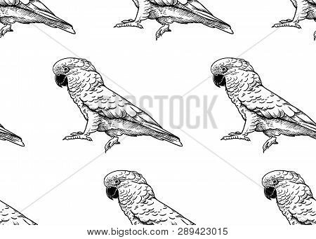 Parrot Cockatoo. Seamless Pattern With Birds. Black And White. Vector Illustration. Template For Fab