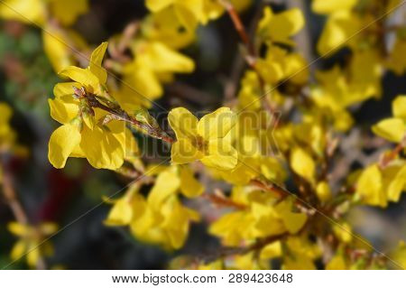 Dwarf Forsythia Mini Gold - Latin Name - Forsythia X Intermedia Mini Gold