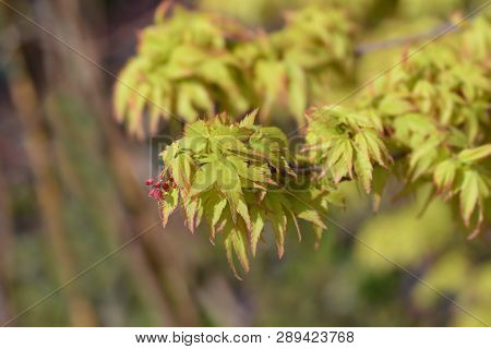 Kiyo Hime Japanese Maple - Latin Name - Acer Palmatum Kiyo Hime
