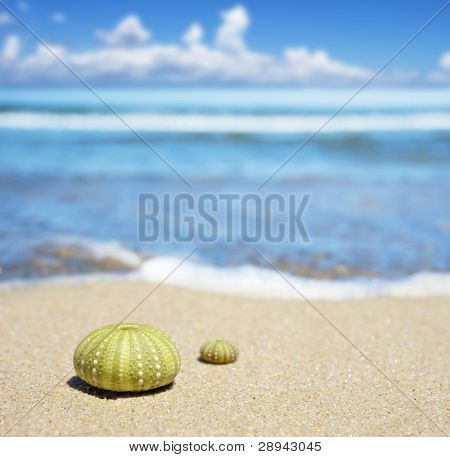 Scena di spiaggia con due gusci di riccio di mare morto