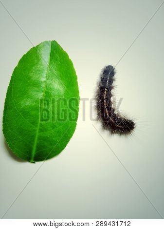 Dot Pattern Worm On Green Leaves On White Background