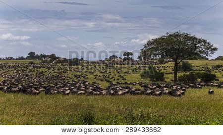 Wilderbeast Start Their Migration On A Grassy Plain In Africa