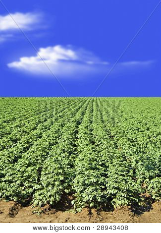 Kartoffelfeld gegen blauen Himmel und Wolken