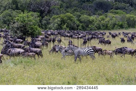 Two Lone Zebras Walk With A Large Group Of Wilderbeast During Migration
