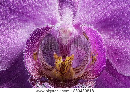 Macro. Labellum Flower Orchid Phalaenopsis Purple Color Closeup In Soda Water With Drops