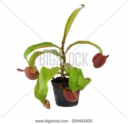 Tropical Pitcher Plants Isolated On White