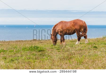 Horse Grazing Grass At Pointe Saint-mathieu In Plougonvelin In Finistere