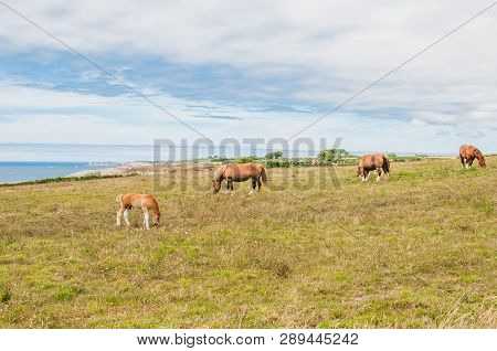 Horse Grazing Grass At Pointe Saint-mathieu In Plougonvelin In Finistere