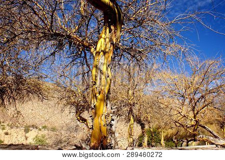Chañar, A Very Rare Yellow Tree Of The Andes.