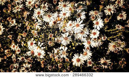 Gerbera Flowers As Nature Background. Daisy Gerbera Flowers, Summer Nature.