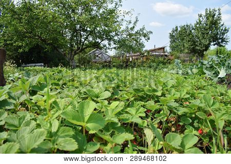 View Of Green Strawberry With Tree And House Background At Garden From Ground