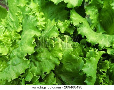 Texture Of Lettuce Lactuca Sativa Leaves Close-up. Green Natural Abstract Floral Pattern Of Curly Le