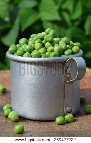 Full Vintage Aluminum Mug Of Fresh Green Peas At Autumn