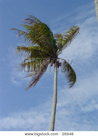 Palm nekem