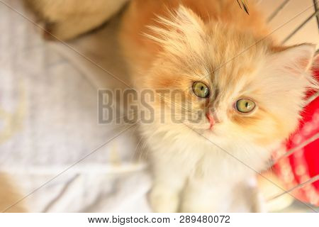 A Furry Red And White Turkish Angora Cat Looking Close Up. Kitten Cat With Pedigree And Green Eyes.