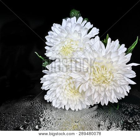 Three Beautiful White Dew Chrysanthemum Flowers On Black Background With Water Drops And Reflection.