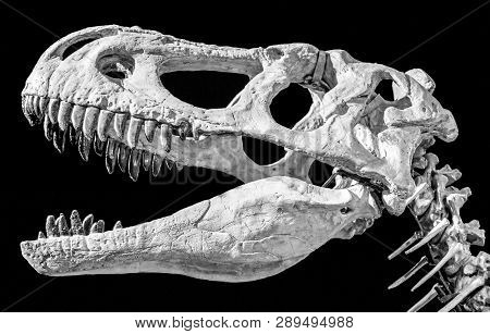 Dinosaur Skull. Head Of Taubosaurus Bataar On Black Background.
