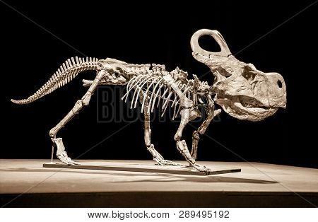 Dinosaur Skeleton - Protoceratops On Black Background
