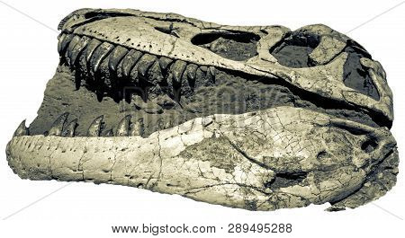 Dinosaur Fossil. Head Of Tabosaurus Bataar On White Background