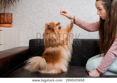 Teenage Girl With A Dog Breed Spitz Rejoices With A Pet At Home On The Floor. Care And Training Of A