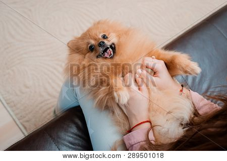 Teenage Girl With A Dog Breed Spitz Rejoices With A Pet At Home On The Floor. Care And Training Of A