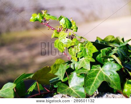 Hedera, Commonly Called Ivy, Is A Genus Of The Family Araliaceae.