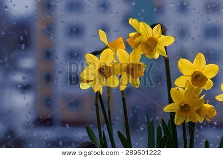 Fresh Spring Bouquet Of Yellow Narcissuses On A Window
