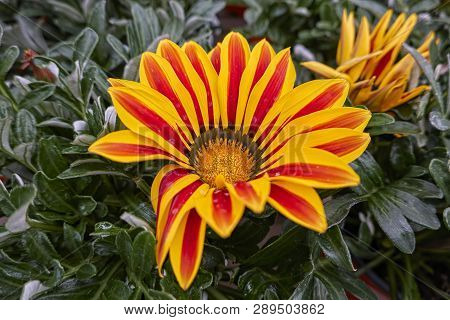 Garzania Flower In Bloom In The Garden In Spring