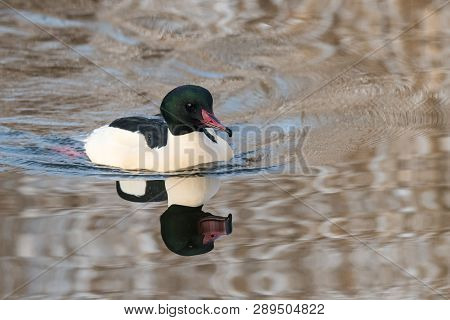 Goosander, Mergus Merganser, Male, Swimming At Sea