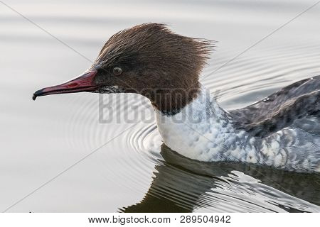 Goosander, Female, Swimming On Lake In Germany